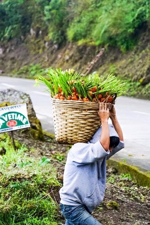 Những bức ảnh này đã nhanh chóng trở nên hot trên mạng xã hội toàn cầu với biệt dang Carrot Man - Chàng trai cà rốt.