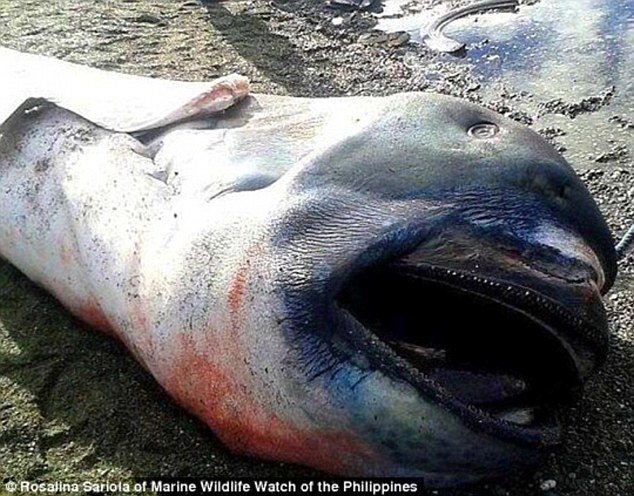 
Con cá mập miệng rộng này trôi dạt vào bãi biển ở Marigondon, Philippines.
