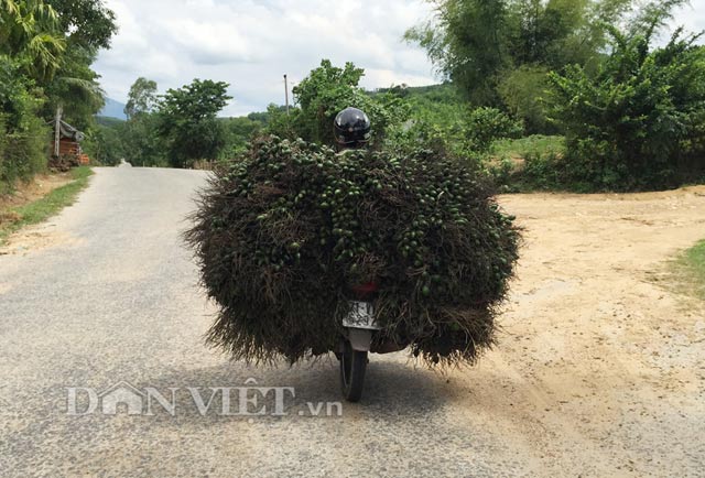 Chở cau mua từ miền núi về đồng bằng.