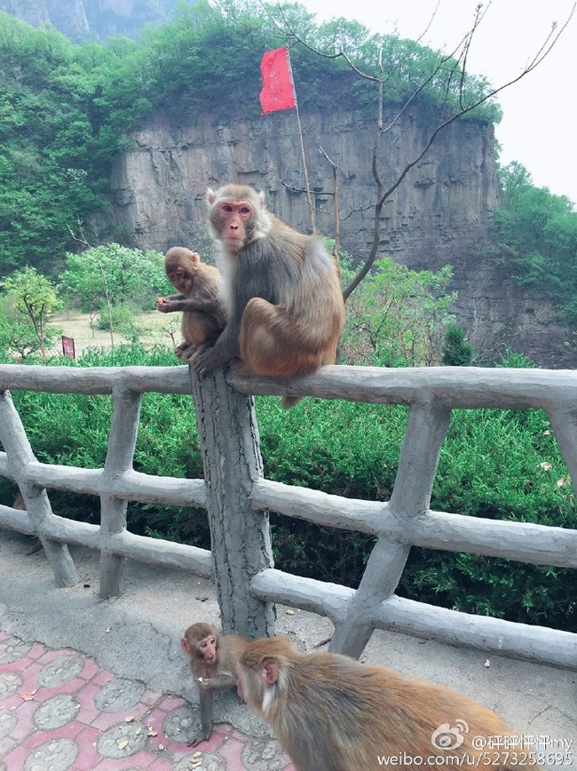 
Nơi xảy ra vụ tai nạn có rất nhiều khỉ hoang.
