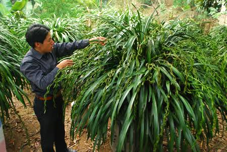 Anh Thắng đang chăm sóc chậu lan Trần Mộng để kịp vận chuyển cho khách