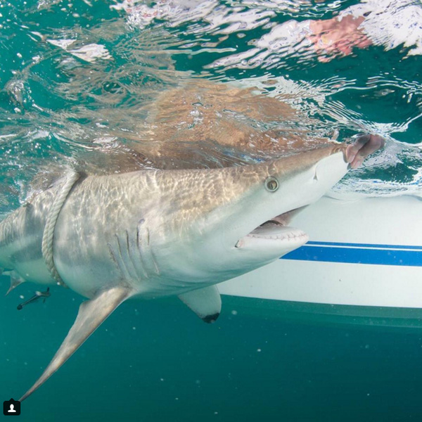 
Một chú cá mập được thả sau khi các nhà khoa học bắt và đánh dấu.
