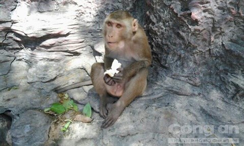 Nguồn thức ăn chính của đàn khỉ là bánh, trái, hoa quả mà du khách mang lên núi cúng chùa.- Ảnh: Trí Trường