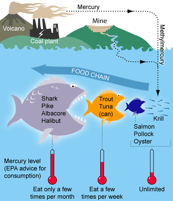 
Mô phỏng về cách cá mập tích lũy một lượng lớn thủy ngân trong tự nhiên
