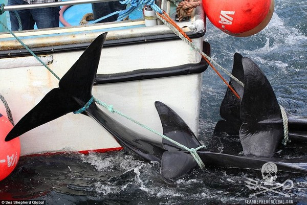 
Những con cá voi bất lực trong vòng vây săn bắt của con người.
