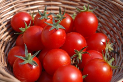 
Lycopene có nhiều trong cà chua giúp giảm nguy cơ ung thư tuyến tiền liệt, ung thư phổi, bao tử. Hình minh họa.
