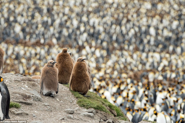
Chim cánh cụt vua con có bộ lông nâu lởm chởm như quả kiwi lai giống chôm chôm.
