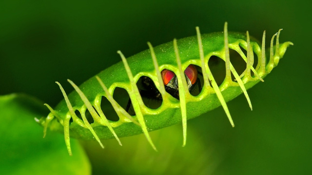 
Cây Venus flytrap có thể biết được thông tin thành phần dinh dưỡng trong con mồi của mình
