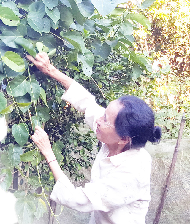 Bà Trần Thị Thái, 70 tuổi ở thôn Tây Nguyên, xã Mường So đang hái lá ngón để mang ra chợ bán. Ảnh: Cao Tuân