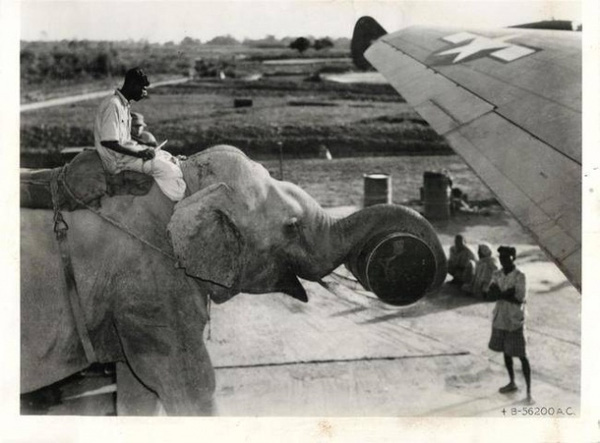 
Năm 1945, không phải máy móc, không phải con người, voi mới chính là nguồn lực chính trong việc vận chuyển hàng hoá, nhiên liệu cho máy bay
