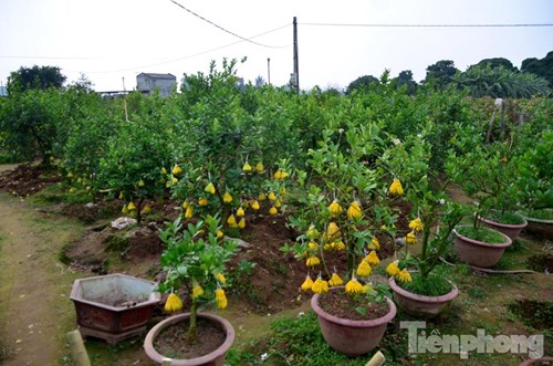 Theo ông Dũng, hiện tại giá của cây phật thủ bonsai nhỏ từ 1-2 triệu đồng, những cây to hơn giá từ 10 - 20 triệu đồng.