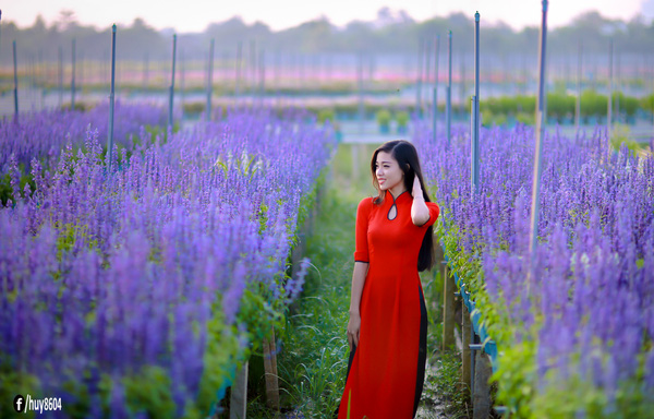 Những bức ảnh cực hút mắt về vườn hoa oải hương ở Đồng Nai.