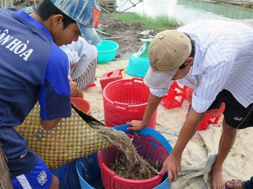 Bà con nuôi tôm thu hoạch tôm thẻ chân trắng được giá