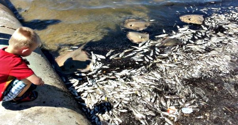 
80 tấn cá chết trôi dạt vào bờ biển phía nam bang Mississippi, Mỹ. Có thể thấy những cột hoa tảo biển tích tụ ở góc trên bên trái của hình ảnh, đây cũng chính là nguyên nhân gây ra cái chết của 80 tấn cá nói trên. Ảnh: Examiner.com
