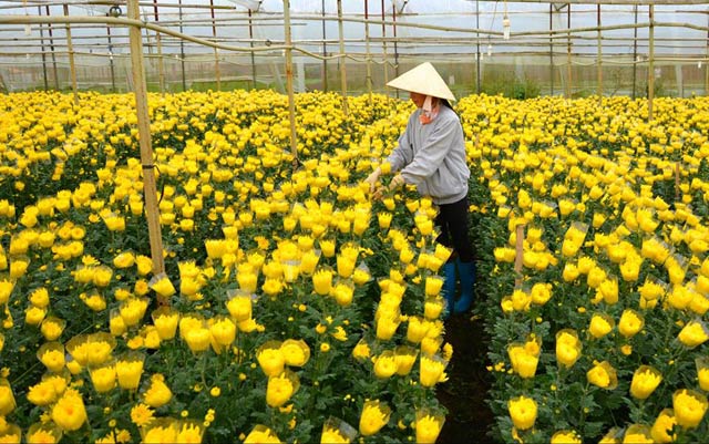 
Tuy nhiên, những loại hoa như cúc, lily, cát tường đang trong tình trạng nở sớm khiến nông dân Đà Lat thấp thỏm lo âu
