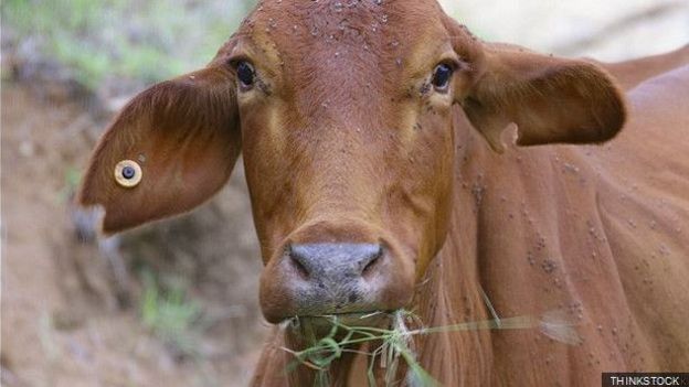 
Nhiều người tin rằng tên thành phố họ đang sinh sống bắt nguồn từ con bò (cow) và rêu (moss).
