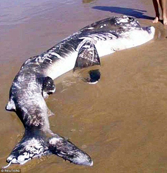 
Cá mập miện rộng trôi dạt vào bờ biển Nam Phi tháng 4.2002.
