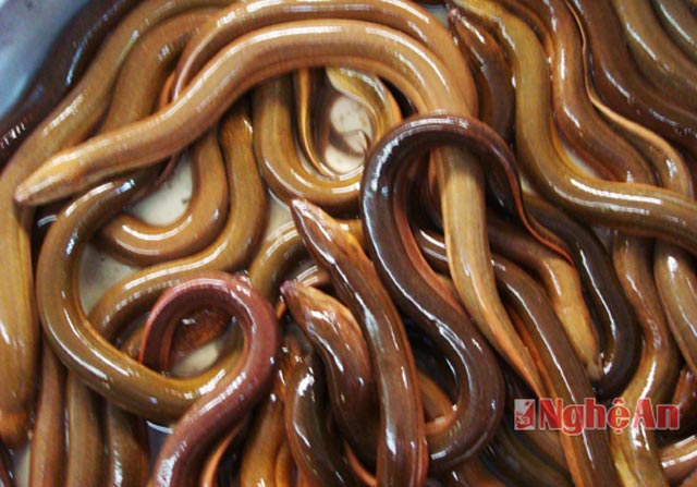 Lươn đồng đặt trúm ở Yên Thành thơm ngon, nổi tiếng sạch, khác nhiều so với lươn nuôi. Ảnh: Việt Phương.