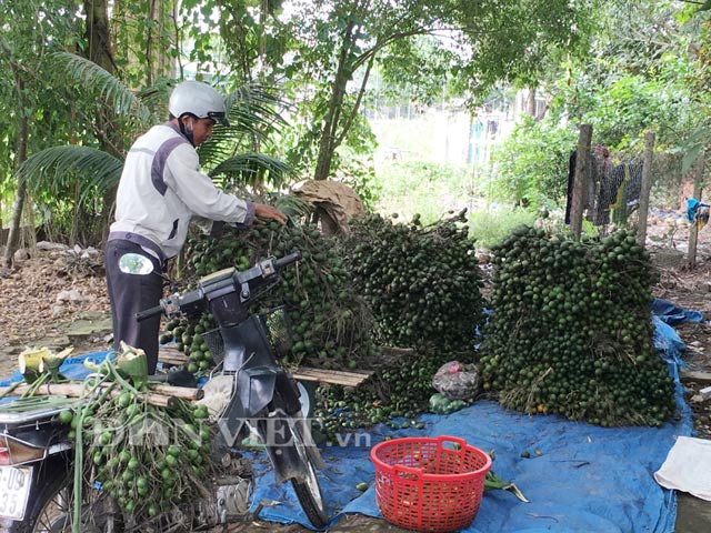 Cân cau bán cho chủ thu mua.