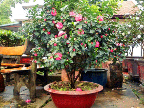 Cây Hồng trà cũng thuộc hàng quý hiếm trên thị trường, hoa có độ bền cao được dân chơi yêu thích trong những ngày Tết.