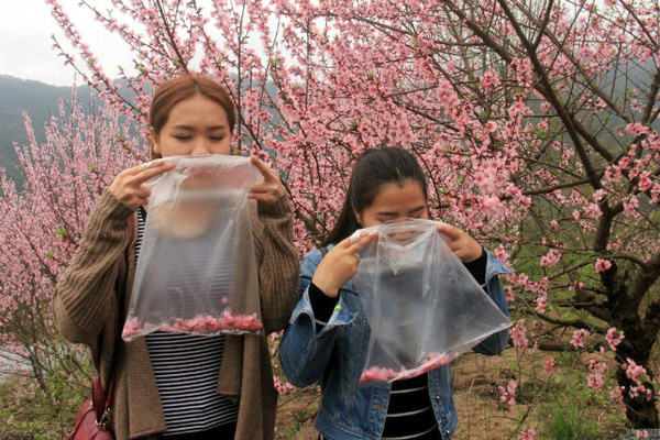 
Các cô gái tha hồ hít hà hương thơm của hoa đào trong túi không khí sạch mua được từ người dân.
