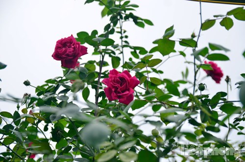 Hồng cổ Sapa hội tụ nhiều ưu điểm mà hồng ta không có như tán rộng, sai nụ, nhiều hoa.