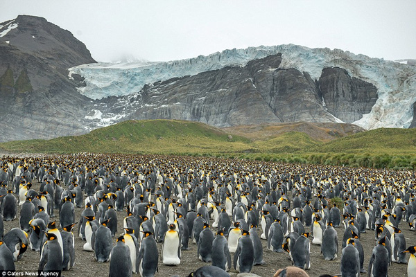 
Nơi đây là Vương quốc loài chim cánh cụt vua.
