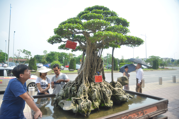 Nhiều người dừng lại chiêm ngưỡng và chụp ảnh cây cổ thụ giá triệu đô này.