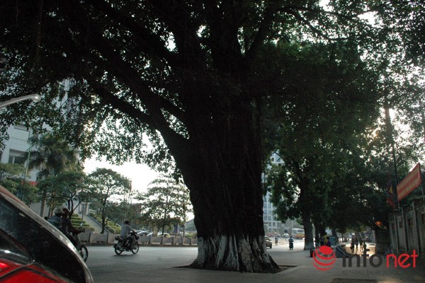 
Riêng cây đa cổ thụ do nằm ở khúc cua, không ảnh hưởng nên được giữ lại”, ông Hoàng nói.
