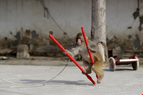 
Khỉ được huấn luyện đi cà kheo
