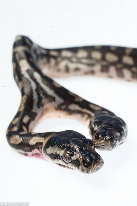 
​ Từ phần đuôi lên, chú rắn không có gì khác biệt. Tuy nhiên, cơ thể nó tách làm đôi kể từ phần cổ. 

