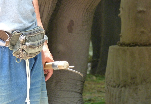 
Dụng cụ dùng để đánh voi.

