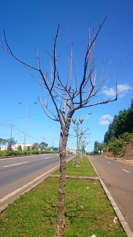 
Tỉnh Đắk Nông chỉ đạo thay thế, thị xã Gia Nghĩa bắt đầu cho cây chết khô (ảnh chụp cuối năm 2015).
