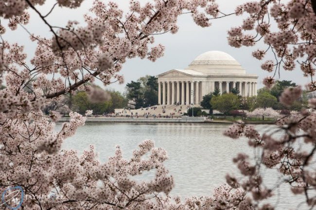 
Vào năm 1912, người dân Nhật Bản đã tặng 3.000 cây hoa anh đào cho thành phố Washington, Mỹ. Kể từ đó, lễ hội hoa anh đào được tổ chức vào mùa xuân hàng năm để tôn vinh mối quan hệ hữu nghị giữa hai quốc gia này.
