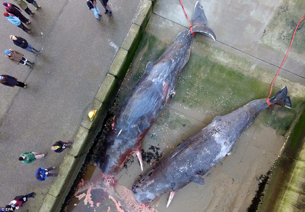 
Bức ảnh chụp từ trên cao cho thấy xác của 2 con cá nhà táng được tìm thấy ở Heligoland và đang nằm trên bến tàu ở Nordstrand, Đức vào ngày 14/1.
