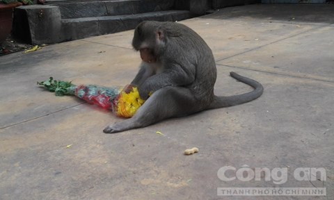 Một chú khỉ vọc hoa cúng Phật. - Ảnh: Trí Trường