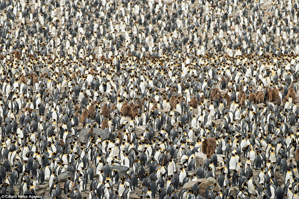 
Khi hội tề đẩy đủ, số chim cánh cụt có thể lên đến 500 nghìn con.
