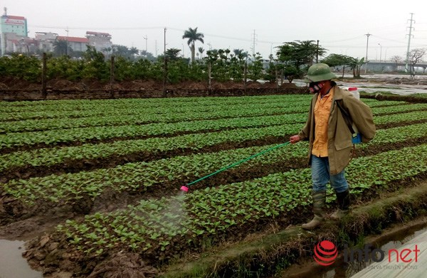 
Người nông dân tự mua các loại thuốc để phun cho rau.
