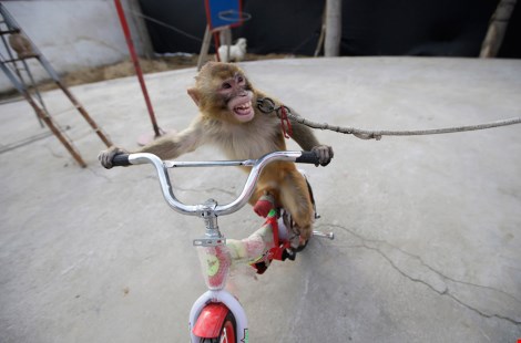 
Khỉ lái xe đạp.
