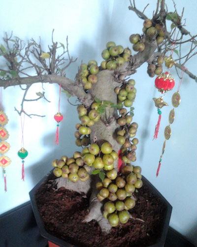 Theo quan niệm dân gian, sung là loại cây cảnh mang ý nghĩa sự sung mãn, tròn đầy. Do đó, những chậu sung bonsai rất được chuộng mua.