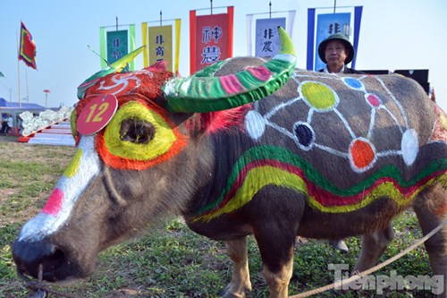 
Con trâu đoạt giải nhất hội thi của gia đình ông Nguyễn Văn Cương (thôn Nội, Tiên Ngoại). Ông Cương cho biết con trâu được 8 tuổi và do họa sĩ tại Hà Nội vẽ trong vòng nửa ngày.
