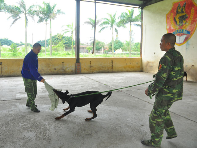
Theo chuyên gia huấn luyện chó, các loại giống chó dữ như Dobermen và Rottweiler phải được huấn luyện nghiêm khắc và không nên nuôi nhiều chó dữ trong gia đình.
