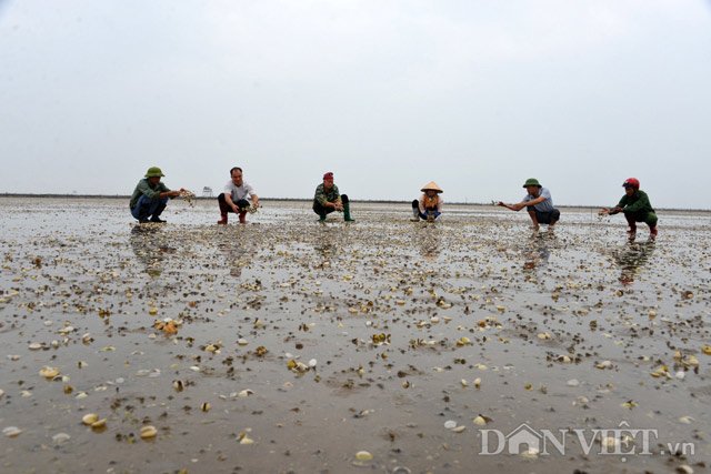 
Vài tháng nay ngày nào người dân ở Quảng Minh cũng ra bãi triều nhặt nghêu và ngao chết.
