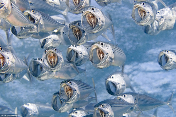 
Loài cá bạc má Indian Mackerel vốn là một sinh vật không đẹp đẽ gì cho cam, nhưng qua ống kính kỳ diệu của Steeley đã trở nên tuyệt đẹp và sống động. Đây cũng chính là bức ảnh đem lại chức quán quân ảnh chụp dưới nước cho Steeley.
