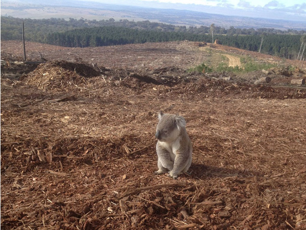 
Chú gấu koala ngồi bần thần khi cả khu rừng xanh tươi giờ chỉ còn là khu đất trống.
