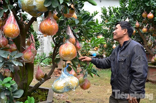 
Những cây bưởi Diễn được đánh từ vườn vào chậu, cắt bỏ cành. Trồng trong chậu khoảng 3 năm, lượng quả thân gốc sẽ chiếm 40%, quả ghép chiếm 60%.
