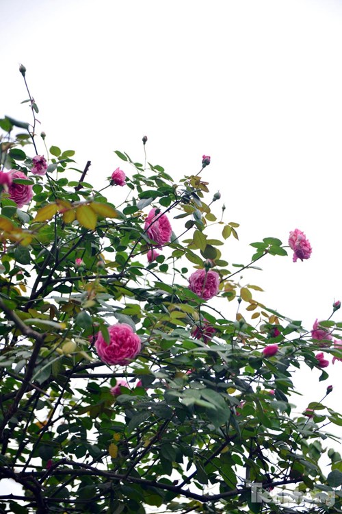Chính vì vừa đẹp, vừa có sức sống mạnh mẽ nên hồng cổ Sapa giờ đã trở thành một loại cây “hot” trong giới cây cảnh. Những cây Hồng cổ Sapa thường có giá từ vài triệu đến vài chục triệu, tùy thuộc vào tuổi đời.