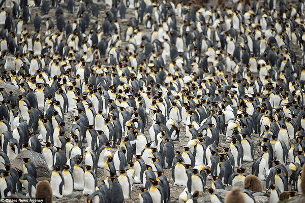 
Chim cánh cụt vua được coi là một trong những loài cánh cụt hộ pháp nhất trong các loài chim cánh cụt.
