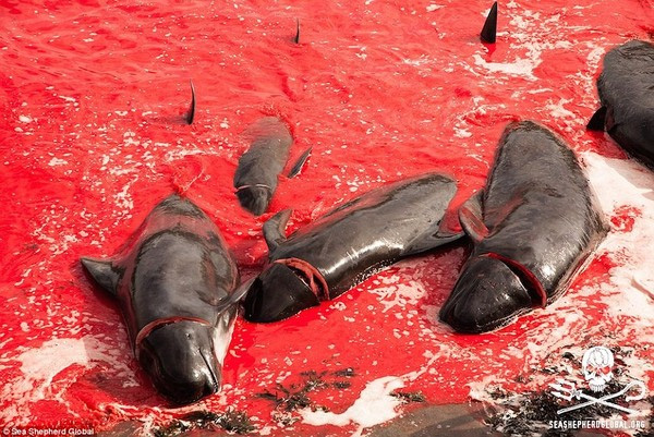 
Thịt cá voi chiếm 1/4 mức tiêu thụ thực phẩm hàng năm của đảo Faroe.
