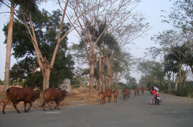 Cũng nằm tại khu dân cư 13E Nguyễn Văn Linh (Bình Chánh), đây là hình ảnh tại dự án khu biệt thự ven sông của QCG.